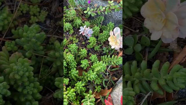 Different types of Succulent in a Garden