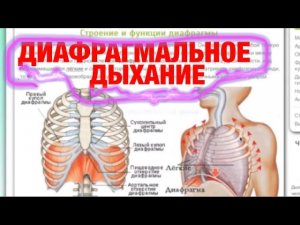 Диафрагмальное дыхание.