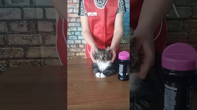 Повседневный грумминг сибирской кошки