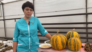 Проблемы выращивания голосеменной тыквы. Школа продвинутого садовода