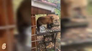 ЛИСЯО. Алиса - Лиса. Качает лисьи права