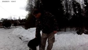 Электронный ошейник - нужен ли он?