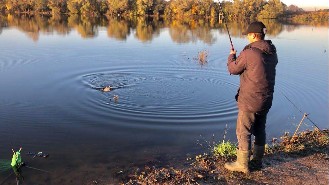 КАРП НА ДИКОМ ПРУДУ ФИДЕР УЛЕТЕЛ со СТОЙКИ / ФИДЕР ОСЕНЬЮ КРУПНЫЙ КАРАСЬ И КАРП смотреть онлайн