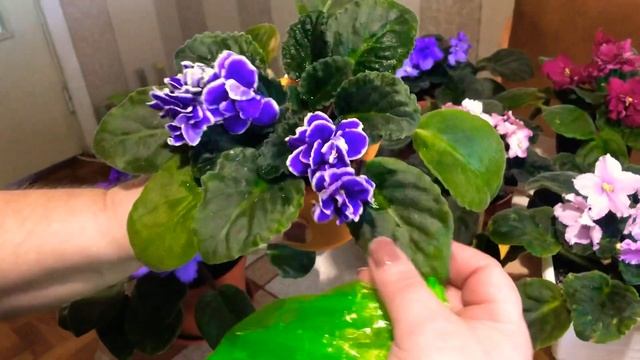 ?Фиалки очень долго цветут и радуют даже в декабре/Fialkalarim meni sevindirirler, hetda dekabrda