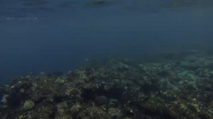 Съемка под водой - Египет под водой! Шарм Эль Шейх