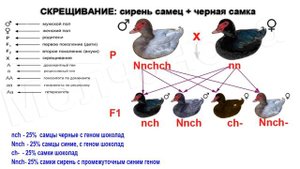 СИРЕНЬ, окрас мускусных уток.  Генетика окрасов мускусной утки часть 5