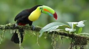 Радужный тукан. Читать описание.