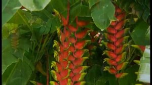 Этот прекрасный удивительный мир!❤️ Для друзей музыка хорошего настроения!❤️ Bella musica & natura!