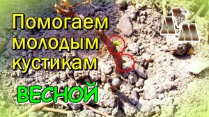 ? Молодые кустики винограда не пробуждаются весной. Что делать?