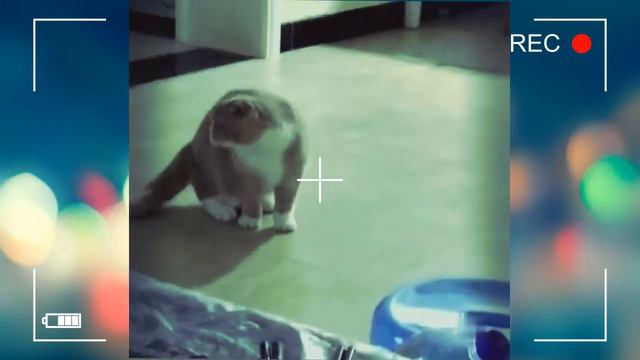 😺Funny cats and pets! Part 10🔥Смешные котики и домашние животные! Часть 10🔥 смотреть онлайн