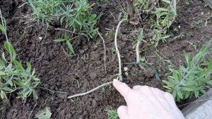 Пересадка лаванды. Год спустя. Сад.