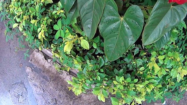 Laceleaf or Flamingo Flower - Anthurium смотреть онлайн