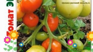 Томат Экстремал. Краткий обзор, описание характеристик solanum lycopersicum Ekstremal