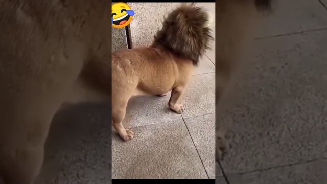 Funny Dogs Videos