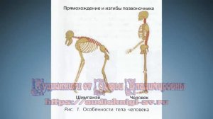 Биология 8 класс $2 Биологическая природа человека. Расы человека