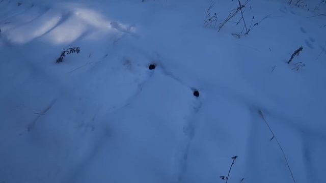 В МОРОЗ НУЖНО ШЕВЕЛИТЬСЯ! БЕГОМ ПО ПУТИКАМ. смотреть онлайн