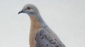 ТЕ, КОГО МЫ ПОТЕРЯЛИ | Странствующий голубь [3 выпуск]