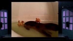 Копибара купается с уточками :3