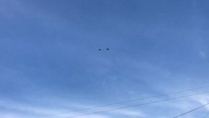 Голуби, николаевские, торцовые