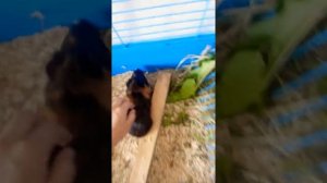 берём морскую свинку на руки