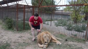 Массаж для львицы Клеопатры !