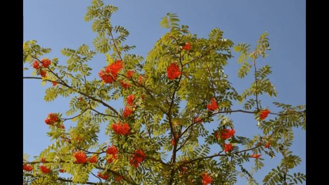 Бажовская рябина смотреть онлайн