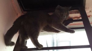 Кот залез на лестницу и не может слезть. Cat climbed the stairs and can not dismount.