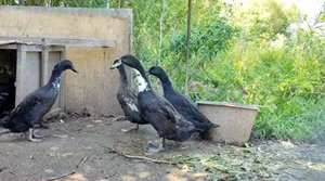 Проблемы с яйцами! В чем причина_ Problems with eggs! What is the reason_