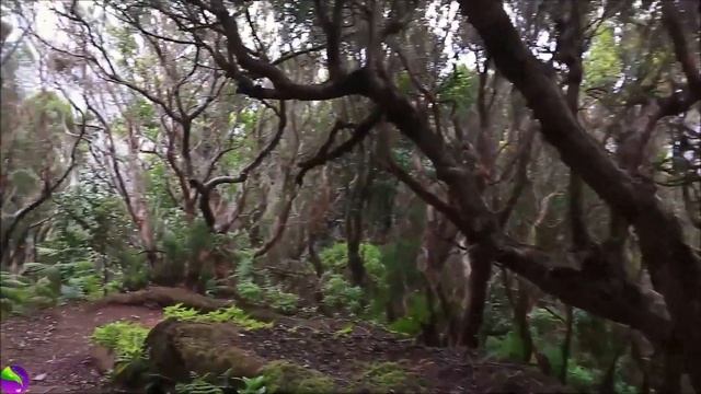Лесные Завораживающие Прогулки: Успокаивающие Моменты в Природе.Forest Fascinating Walks смотреть онлайн