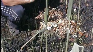 Пищевые отходы,-не мусор, а удобрение для растений.