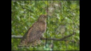 Кукушечка, В. Якушечкин