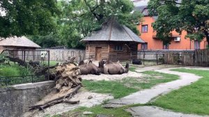 Зоопарк в Калининграде - лучшее место куда пойти с детьми! Zoo in Kaliningrad.