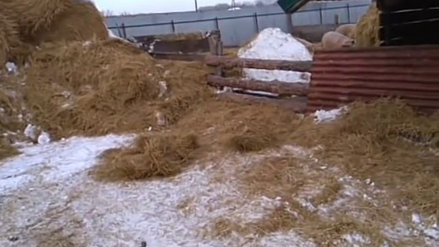 Свиноводство. Травоядные супер-свиньи. смотреть онлайн