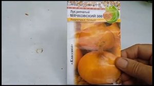 как посеять  лук чернушку на севок
