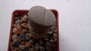 Lithops pseudotruncatela var  groendrayensis