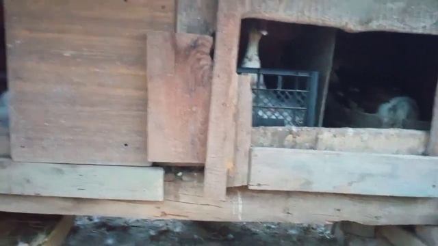 Посадила утку на второй срок насиживания яиц. Уточка сама этого ну очень хотела... смотреть онлайн