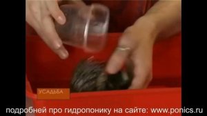 Фиалки на гидропонике.