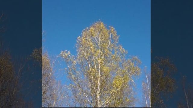 "Прощальная краса" ЗОЛОТОЙ ВАЛЬС БЕРЁЗ. Музыка: Richard Clayderman - Les Fleurs Sauvages смотреть онлайн