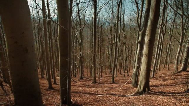 Canon EOS M | Viltrox Speedbooster | EF 16-35mm f/2.8 L II | Magic Lantern RAW Video смотреть онлайн