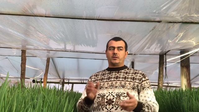 111/20 Как подобрать посадочный материал для выгонки Лука на перо. смотреть онлайн