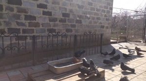 Водные процедуры для голубей - Нужны ли они Часто!? Николаевские Голуби.