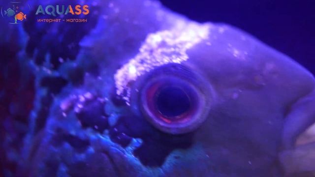 ?Aquass - Северум красный жемчуг + Гибридный попугай в макро съемке смотреть онлайн