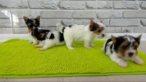 Бивер, собаки породы Бивер-йорк, щенки 42 дня