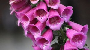 Digitalis purpurea flowers (HD1080p)