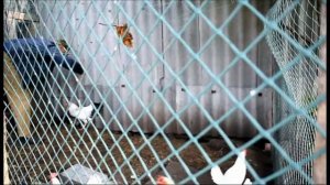 Простой способ отучить петуха клеваться.An easy way to wean a rooster from biting