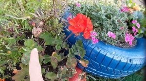 как мои клумбы с цветами  осенью разрослись, красота