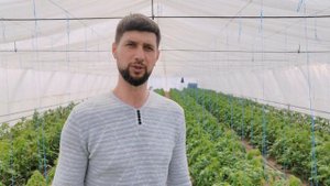 Причины плохой завязи и опадения цветов томата!