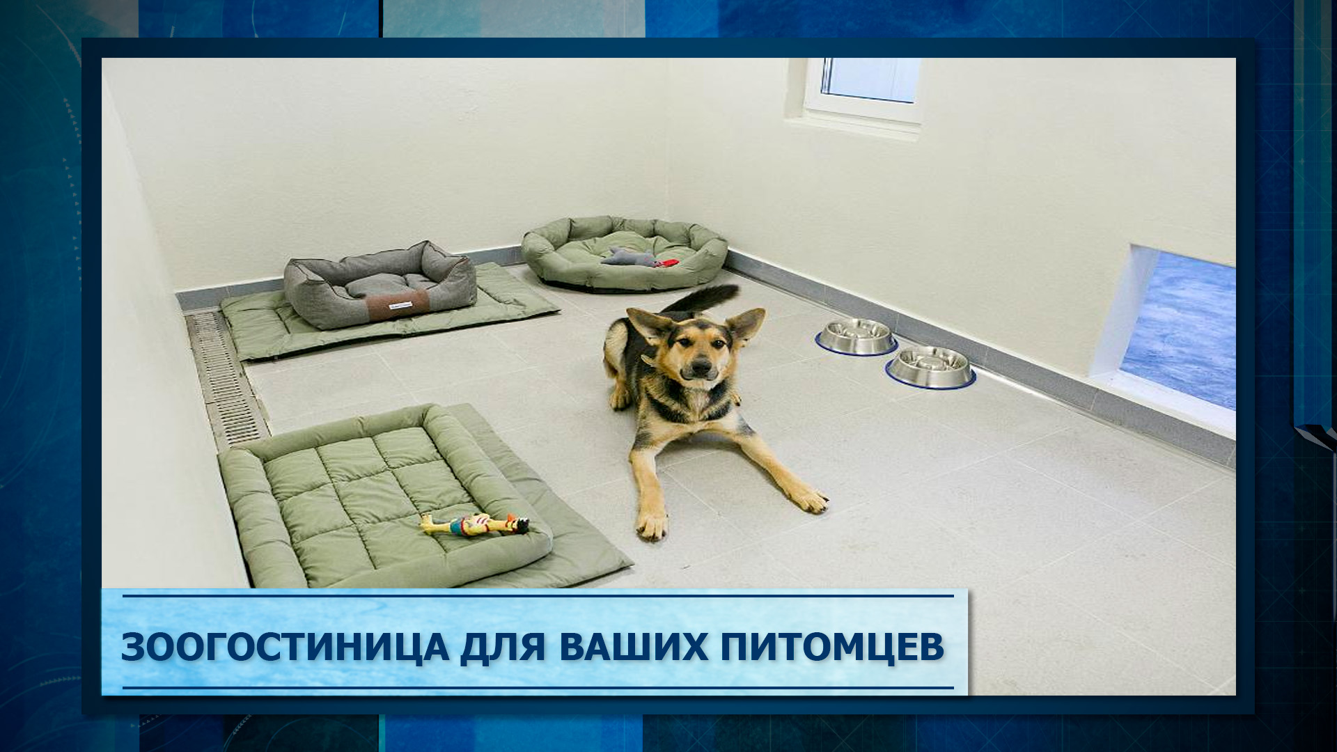 Зоогостиница для ваших питомцев