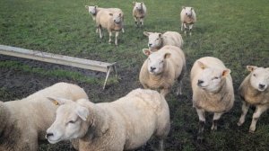 Овцы породы Тексель в Южной Ирландия #тексель #овцы #texel #sheep