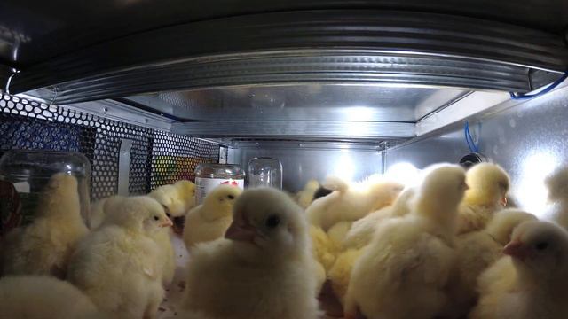 Три минуты из жизни новорожденных цыплят смотреть онлайн